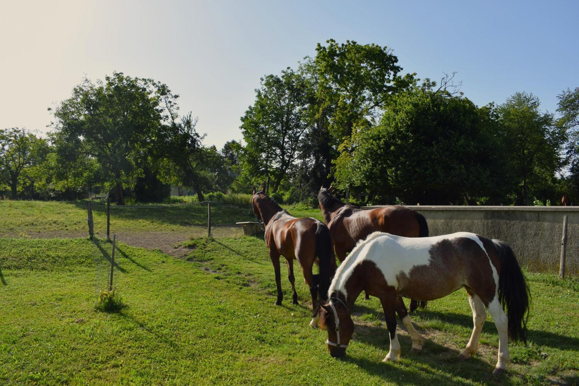 Farm Stay Zevnik Brezice Bagian luar foto